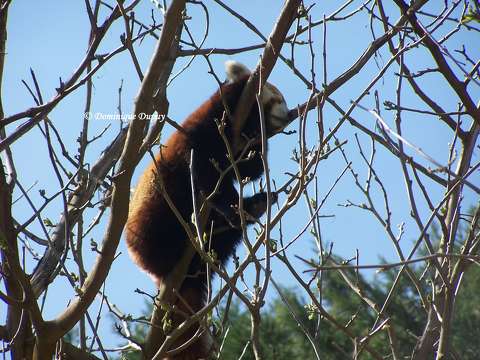 Panda roux - Zoo de Beauval