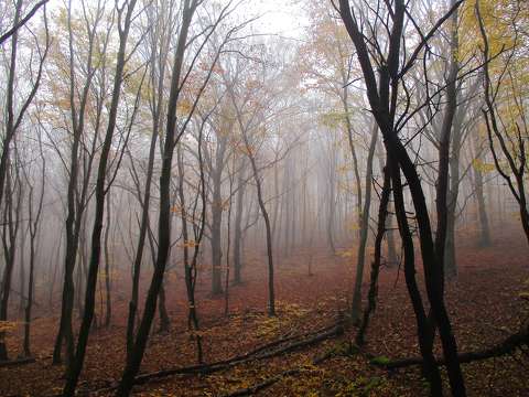 címlapfotó erdő köd
