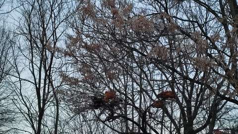 Szárnyasok a fán alszanak