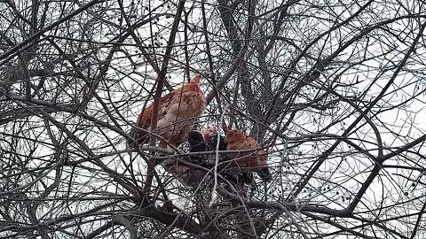 Szárnyasok alvó helye