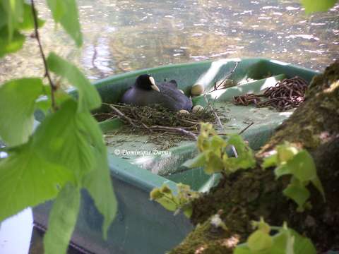 Foulque macroule sur le Loiret