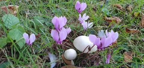 Cyclamens et champignons