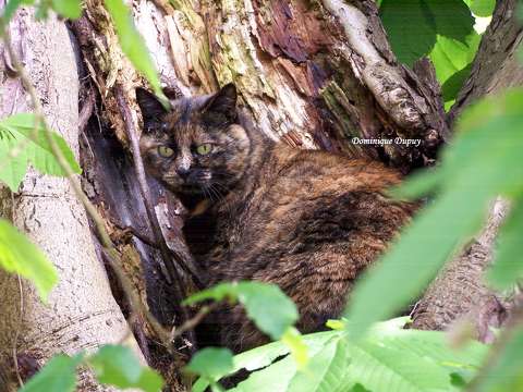 Chatte - Caramel