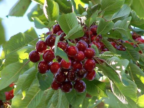 Cerises