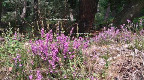 Forêt de Rambouillet - Bruyère