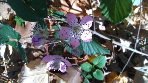 Forêt de Rambouillet - Fleurs de mûres