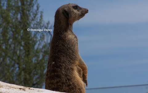 Zoo de Beauval - Suricate