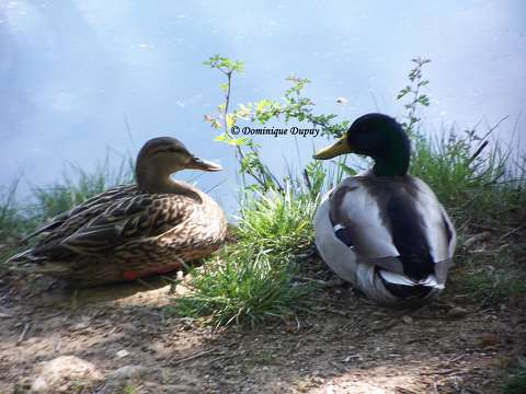 Canards colverts