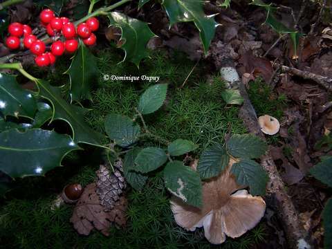 Forêt - Houx et champignons