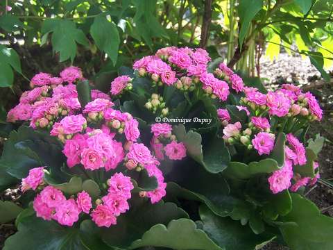  Kalanchoë - fleurs doubles
