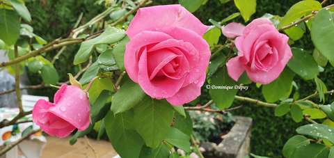 Roses du jardin