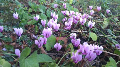 Cyclamens