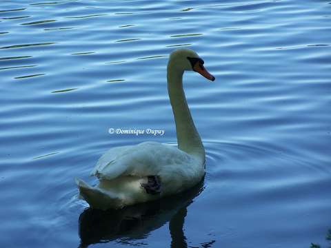 Cygne sur Le Loiret