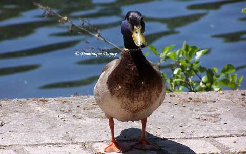 Canard de malard