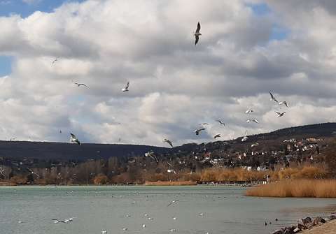 Balatonalmádi, sirályok