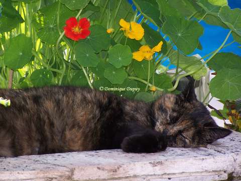 Chatte - Caramel