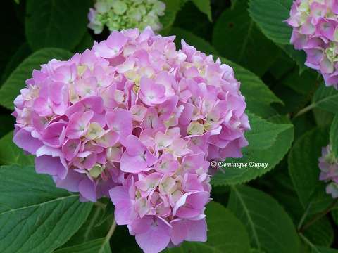 Hortensia