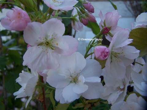Prunus Serrulata Amanogawa