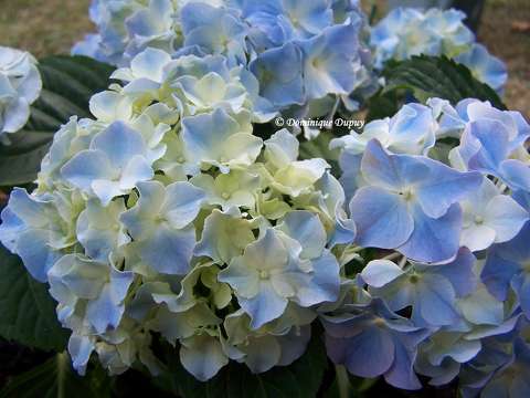 Hortensia