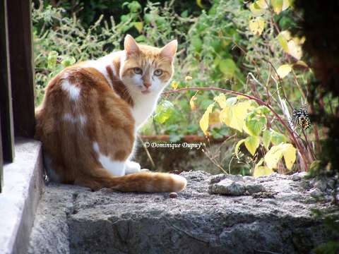 Chat -Fripon