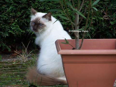 Indy - Chat