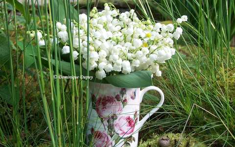 Muguet