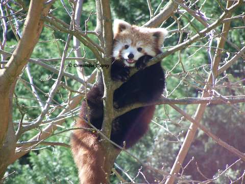 Zoo de Beauval - Panda roux