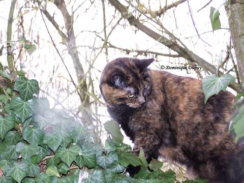 Chatte - Caramel