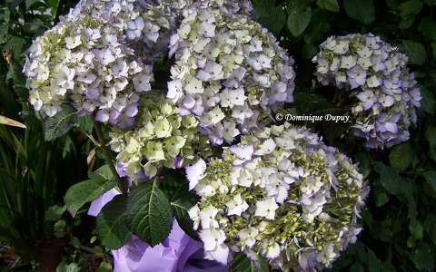 Hortensias