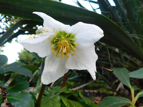 Liliomféle