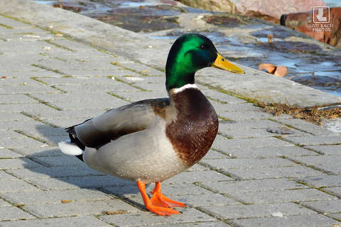 vadkacsa hím, vad madár
