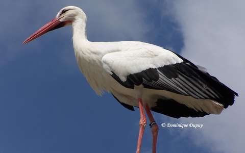 Zoo de Beauval - Cigogne