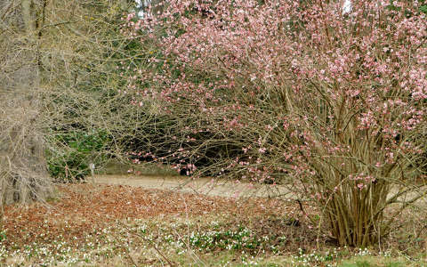 Arborétumban