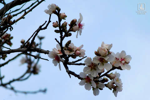 mandulafa virága, tavasz
