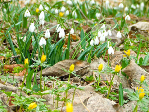 Tavaszvirág-szőnyeg: hóvirág és téltemető