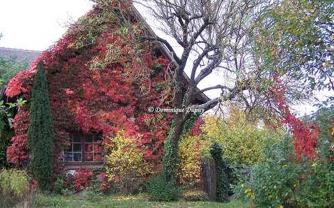 L\'automne en Alsace - France