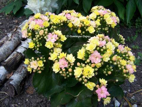 Kalanchoë - fleurs doubles