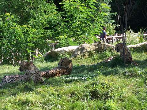 Zoo de Beauval - Guépard