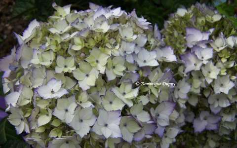 Hortensia