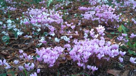 Cyclamens