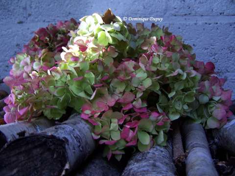 Hortensia