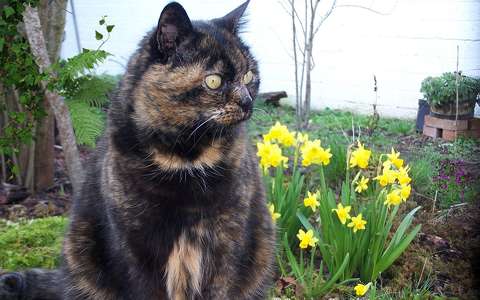 Chatte - Caramel