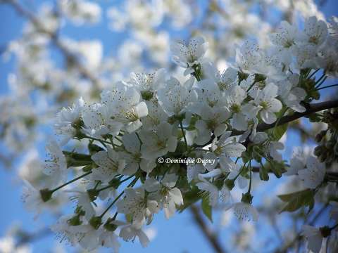Fleurs de Cerisier