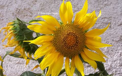 Tournesols