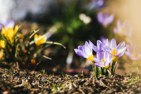 címlapfotó krókusz tavasz tavaszi virág