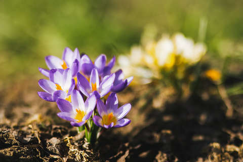 címlapfotó krókusz tavasz tavaszi virág