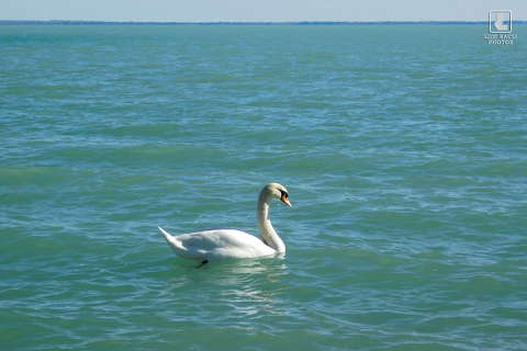 balatonzöld hattyúval