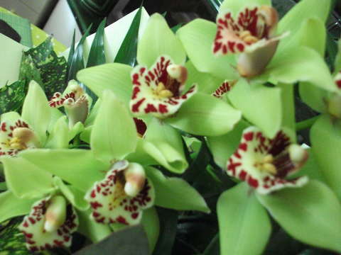 Lepkeorchidea