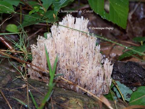 Champignon de Corail - champignon Artomyces pyxidatus
