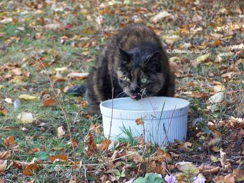 Chatte - Caramel